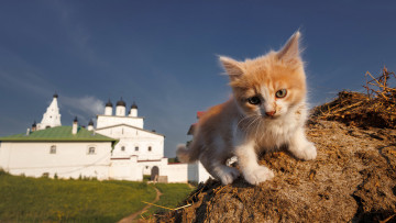 обоя животные, коты, котенок, кот, кошак, котяра