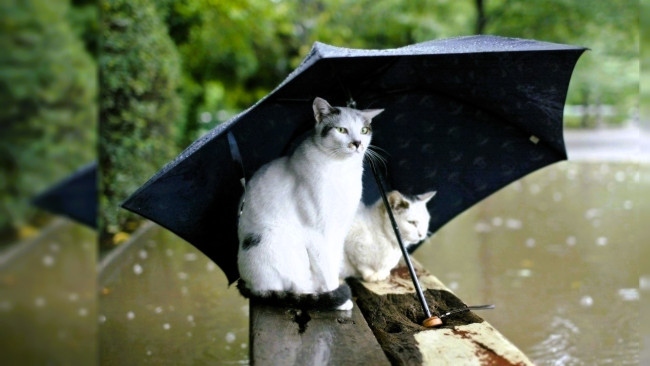 Обои картинки фото животные, коты, кошки, зонт, дождь, озеро