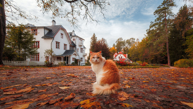 Обои картинки фото животные, коты, кот, кошак, котяра