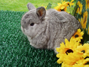 Картинка кролик животные кролики зайцы