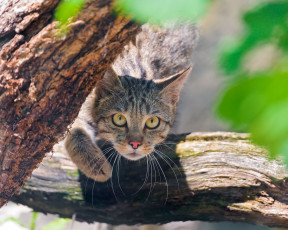 Картинка животные дикие кошки взгляд морда wild cat