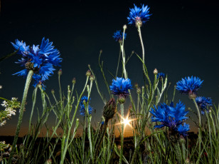 Картинка цветы васильки синий вечер солнце