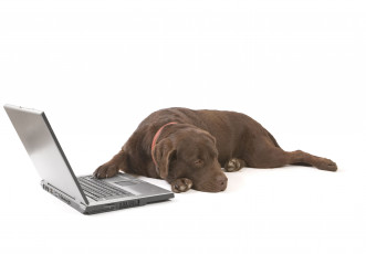 Картинка животные собаки лэптоп ноутбук