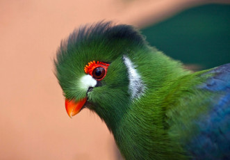 Картинка животные турако хохолок зеленый