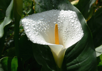 Картинка цветы каллы капли белый