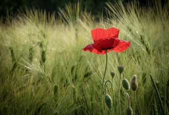 Картинка цветы маки колоски красный поле