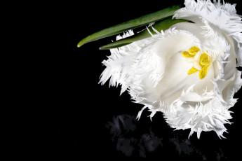 Картинка цветы тюльпаны бахрома белый макро