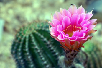 Картинка цветы кактусы розовый колючки
