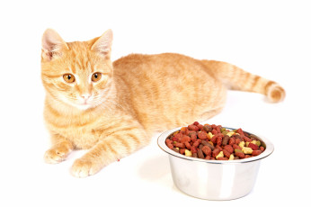 Картинка животные коты корм