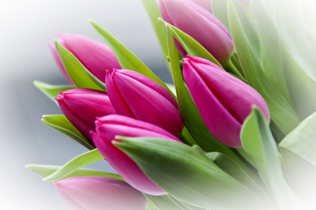 Обои картинки фото цветы, тюльпаны, малиновый, бутоны