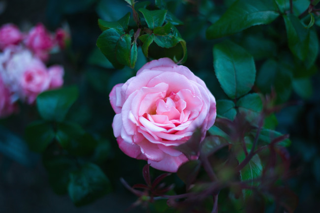 Обои картинки фото цветы, розы, листья, розовый