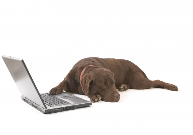Обои картинки фото животные, собаки, лэптоп, ноутбук