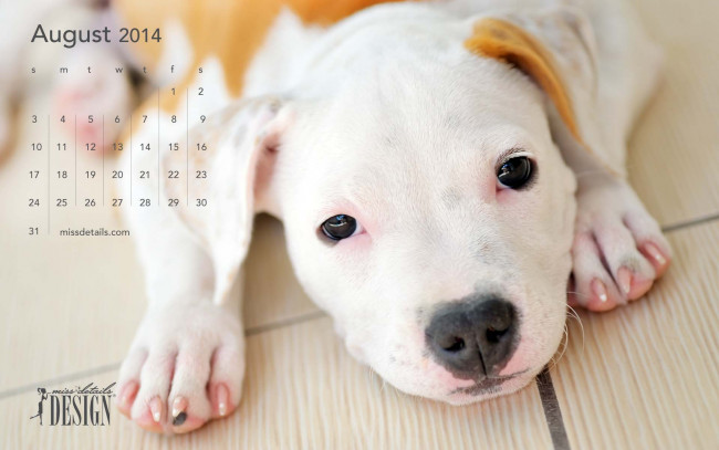 Обои картинки фото календари, животные, щенок