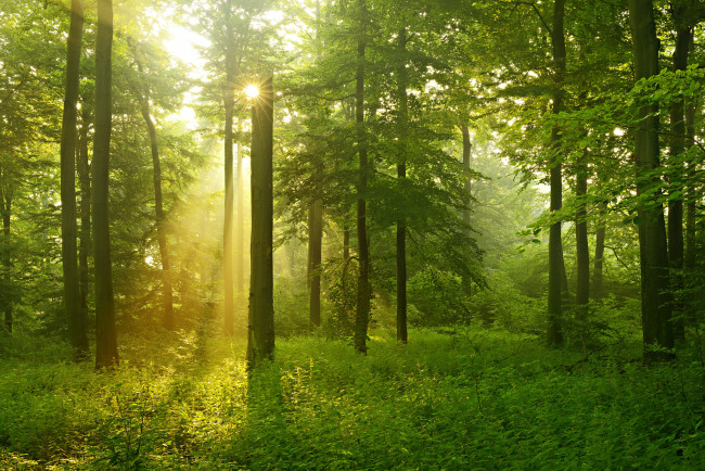 Обои картинки фото природа, лес, лето, деревья, солнечные, лучи, зелень