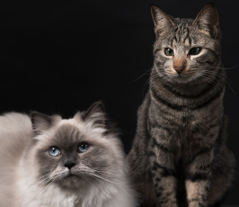 Картинка животные коты пара тёмный фон кошки