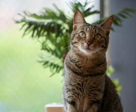 Картинка животные коты растеня коте взгляд кошка кот киса