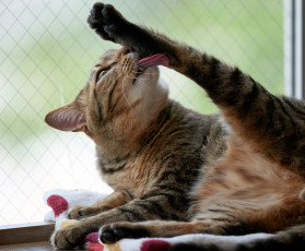 Картинка животные коты язык коте кот киса чистится умывается кошка