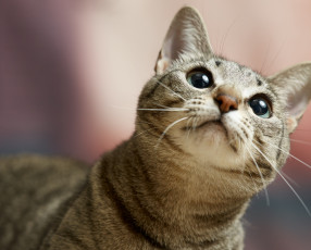 Картинка животные коты взгляд коте кошка кот киса