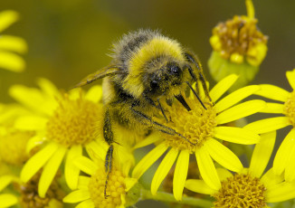 Картинка животные пчелы +осы +шмели цветы макро шмель