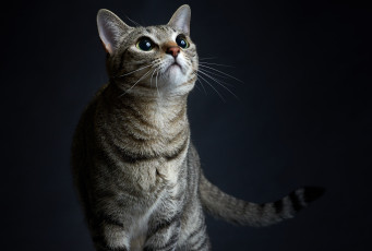 Картинка животные коты коте взгляд кошка кот киса чёрный фон