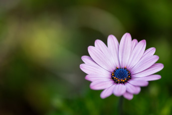 Картинка цветы аизовые фон сиреневый макро лепестки цветок