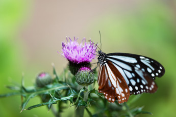 Картинка животные бабочки +мотыльки +моли бабочка цветок утро макро фон