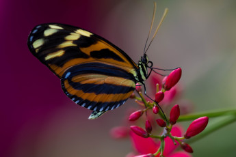 Картинка животные бабочки +мотыльки +моли бабочка цветы насекомое утро фон макро