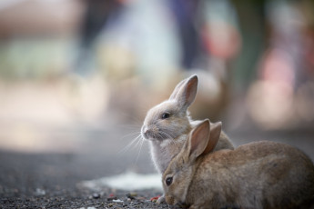 обоя животные, кролики,  зайцы, пара, фон