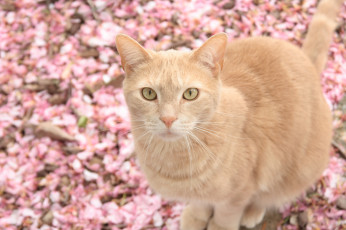 Картинка животные коты смотрит бежевый кот фон опавшие лепестки
