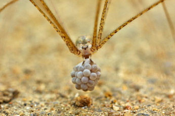 Картинка животные пауки макро потомство яйца паук фон мешочек