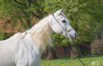 Картинка автор +oliverseitz животные лошади белый грива красавец