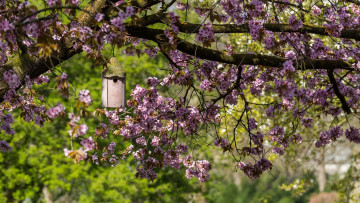 Картинка цветы сакура +вишня кормушка цветение весна дерево ветки домик