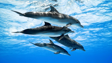 Картинка животные дельфины вода океан море стая