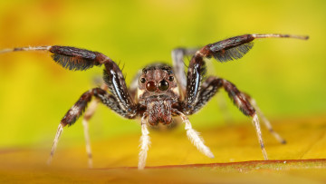 Картинка животные пауки фон насекомое паук джампер лапки макро