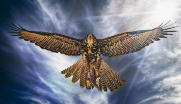 Картинка животные птицы+-+хищники полёт крылья птица ястреб