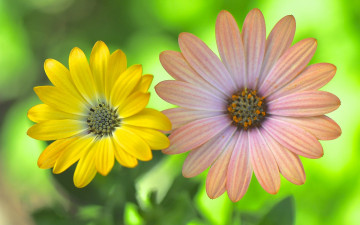 Картинка цветы аизовые луг сад лепестки пара