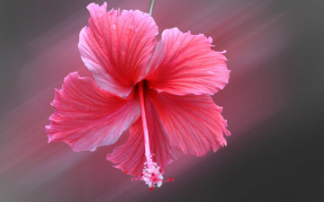 Картинка цветы гибискусы гибискус лепестки цветок