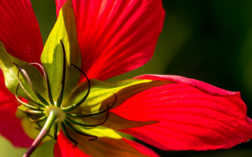 Картинка цветы гибискусы макро красный гибискус лепестки цветок