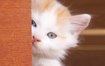 Картинка животные коты взгляд мордочка малыш голубые глаза котёнок
