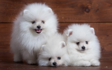 Картинка животные собаки щенок милый трио шпиц белый