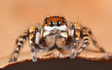 Картинка животные пауки лапки глазки фон джампер паук макро