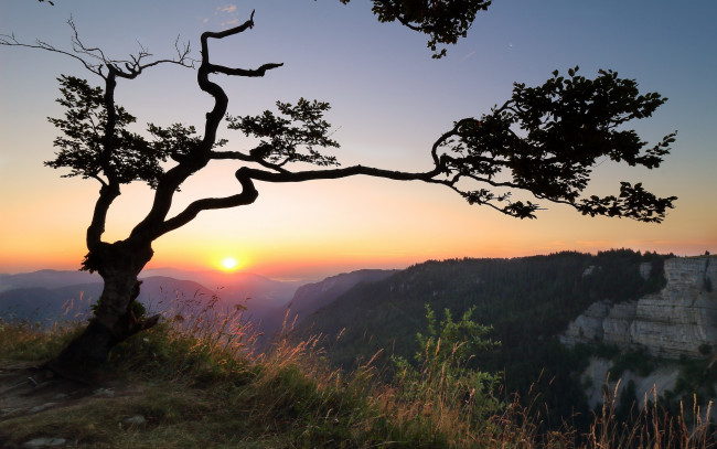 Обои картинки фото природа, восходы, закаты, утро, дерево, горы
