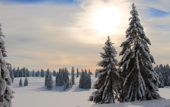 Обои картинки фото природа, зима, утро, лес