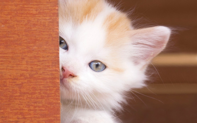 Обои картинки фото животные, коты, взгляд, мордочка, малыш, голубые, глаза, котёнок