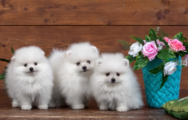 Обои картинки фото животные, собаки, цветы, розы, белые, пушистые, трио, шпицы, щенки