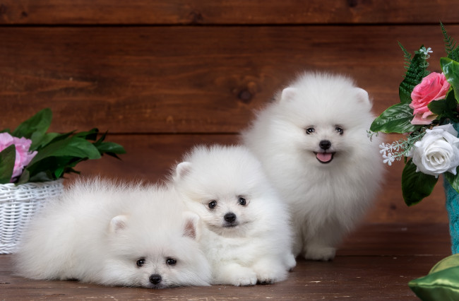Обои картинки фото животные, собаки, пушистый, белый, забавные, милый, трио, щенок, цветы, шпиц