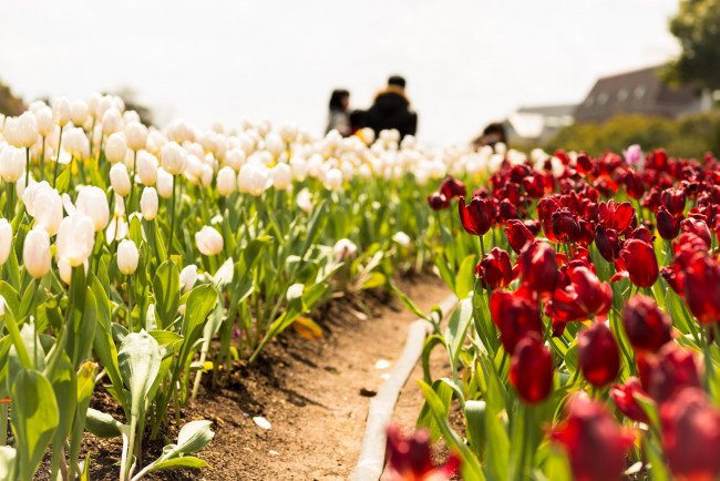 Обои картинки фото цветы, тюльпаны, красные, белые, поле