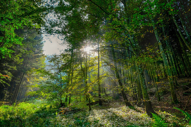 Обои картинки фото природа, лес, свет, деревья