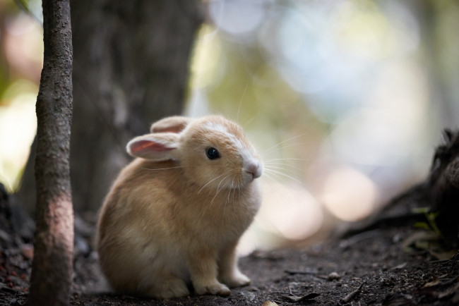 Обои картинки фото животные, кролики,  зайцы, кролик, ушки, фон