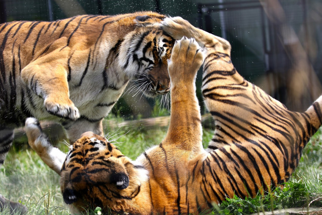 Обои картинки фото животные, тигры, драка, игра, зоопарк, кошки, парочка, разборки
